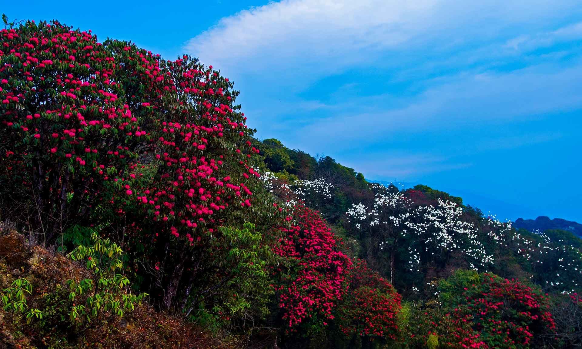 Singalila National Park