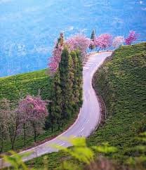 Temi Tea Garden